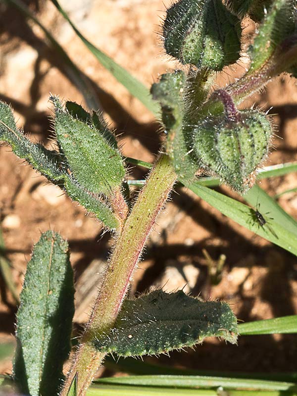 Mata de la Nonea micrantha
