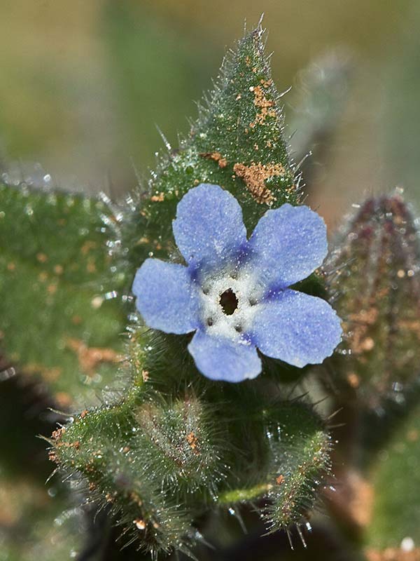 Flor de la Nonea micrantha