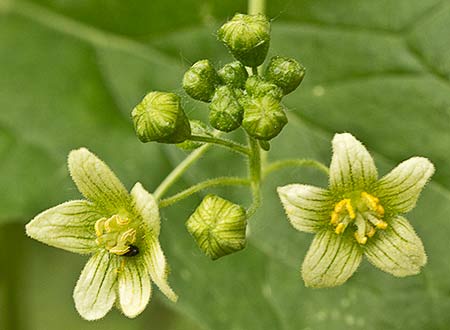 Flores de la nueza (Bryonia dioica)