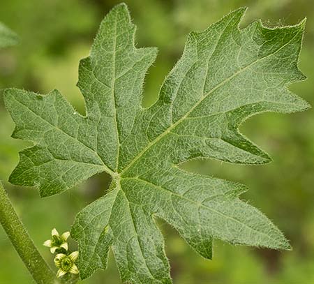Nueza (Bryonia dioica)