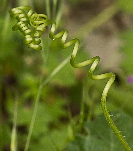 Zarzillo de la nueza (Bryonia dioica)