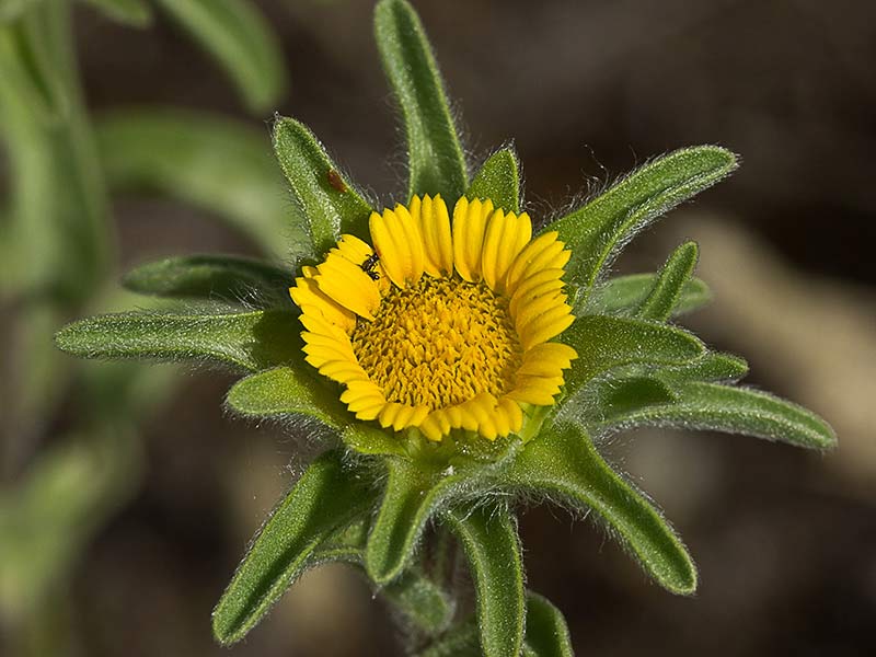 Flor de ojo de buey (Asteriscus aquaticus)