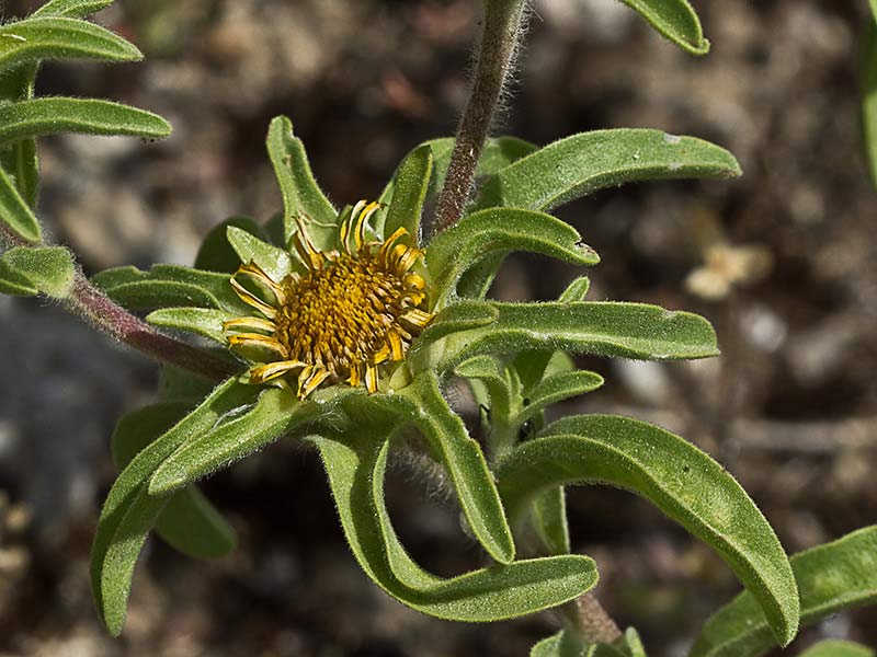 Flor de ojo de buey (Asteriscus aquaticus)