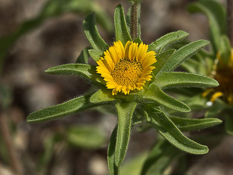 Flor de ojo de buey (Asteriscus aquaticus)