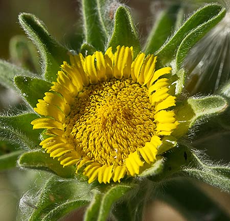 Flor de ojo de buey (Asteriscus aquaticus)