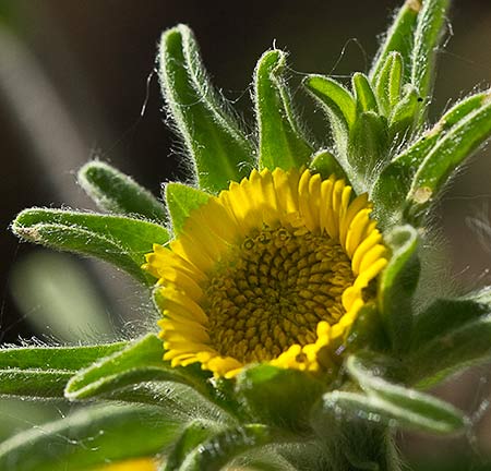Flor del Ojo de Buey (Asteriscus aquaticus)