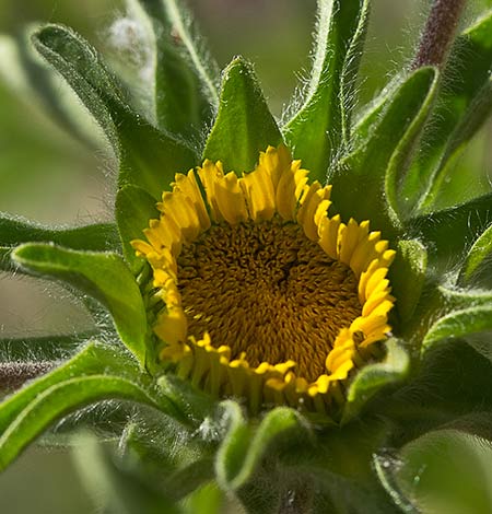 Flor del Ojo de Buey (Asteriscus aquaticus)