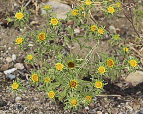 Ojo de buey (Asteriscus aquaticus)