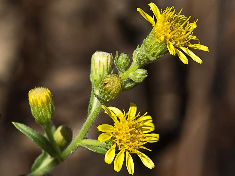 Olivarda (Dittrichia viscosa)