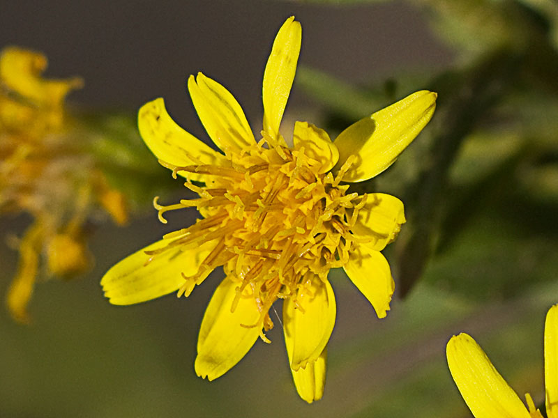 Olivarda (Dittrichia viscosa)
