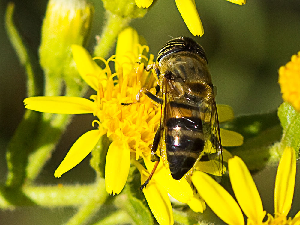 Olivarda (Dittrichia viscosa)