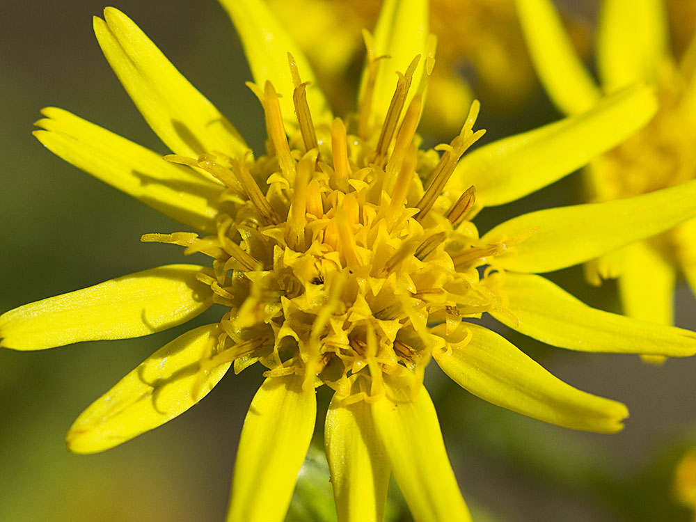 Olivarda (Dittrichia viscosa)