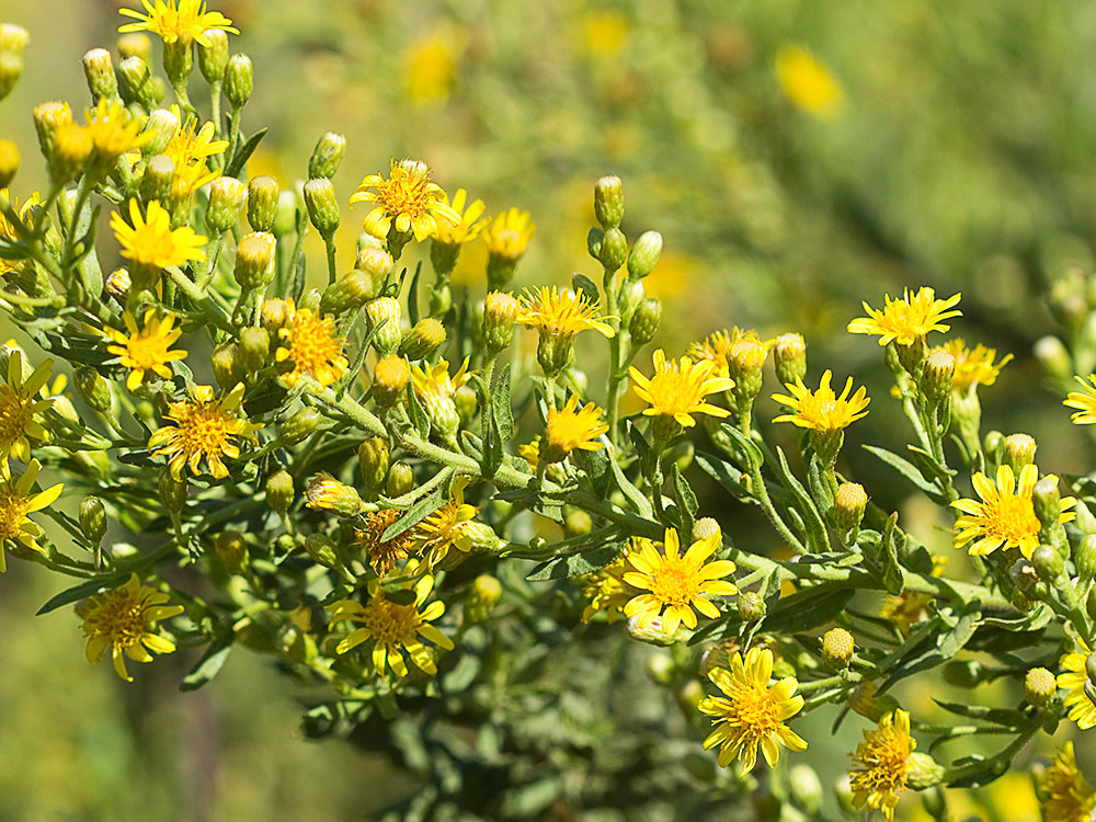 Olivarda (Dittrichia viscosa)