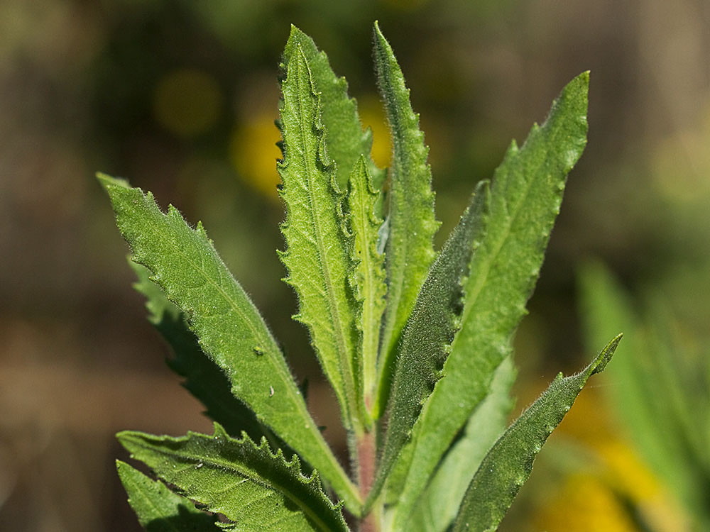 Olivarda (Dittrichia viscosa)