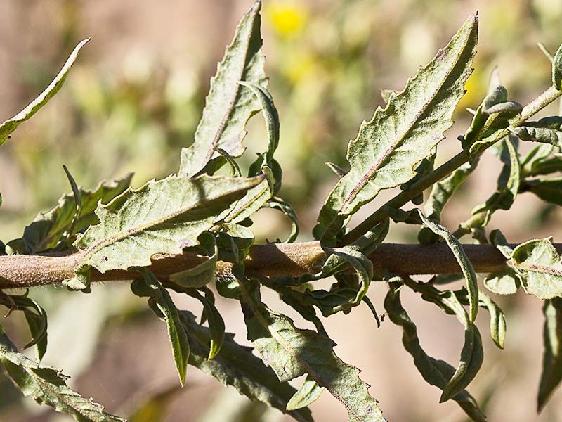 Olivarda (Dittrichia viscosa)