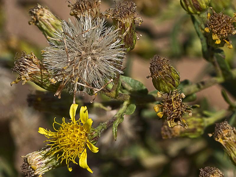Olivarda (Dittrichia viscosa)