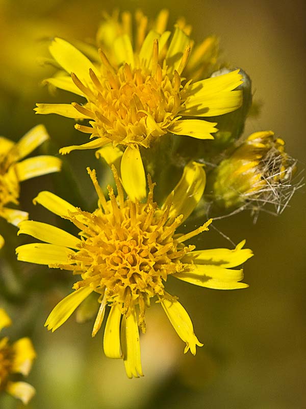 Olivarda (Dittrichia viscosa)