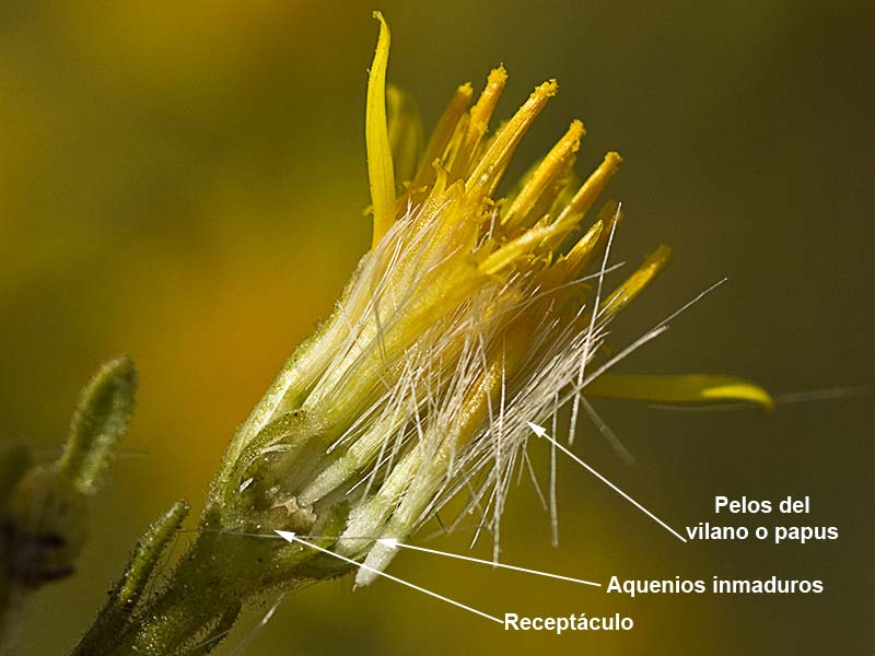 Olivarda (Dittrichia viscosa)