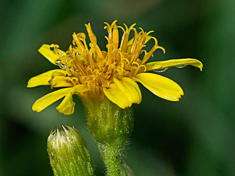 Flor dela olivarda (Ditichia viscosa)