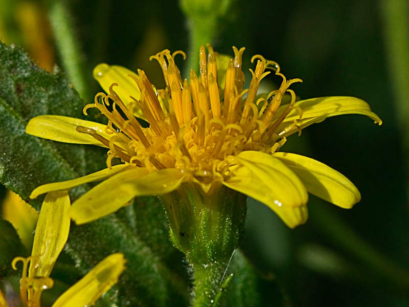 Olivarda (Dittrichia viscosa)