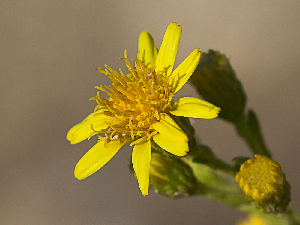Olivarda (Dittrichia viscosa)