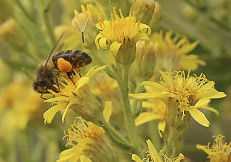 Flor de la olivarda o coniza (Dittrichia viscosa)