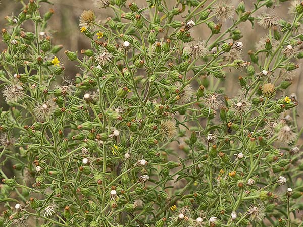 Olivardilla (Dittrichia graveolens)