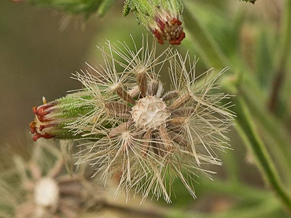 Olivardilla (Dittrichia graveolens)