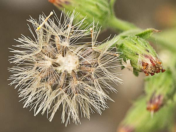 Olivardilla (Dittrichia graveolens)