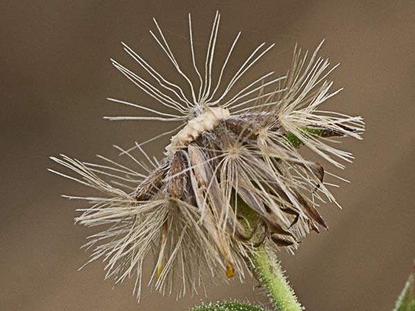 Olivardilla (Dittrichia graveolens)