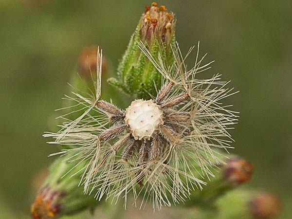 Olivardilla (Dittrichia graveolens)