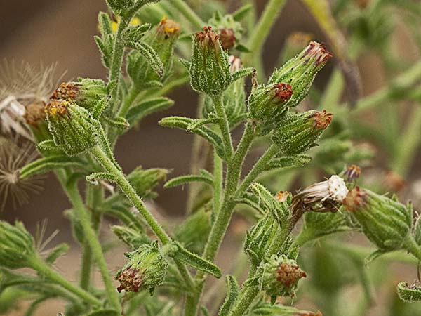 Olivardilla (Dittrichia graveolens)