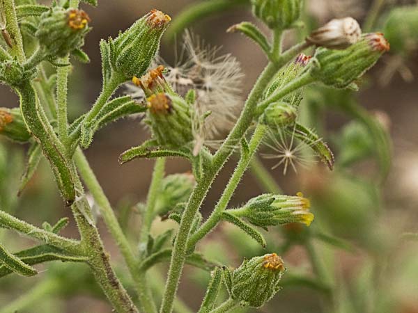 Olivardilla (Dittrichia graveolens)