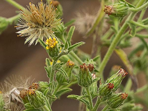 Olivardilla (Dittrichia graveolens)