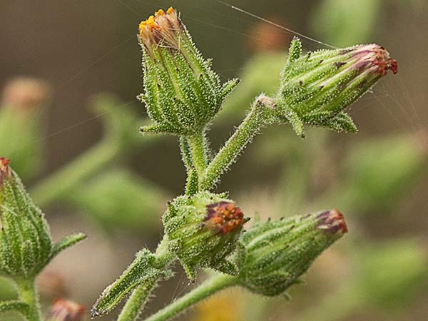 Olivardilla (Dittrichia graveolens)
