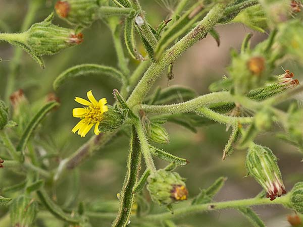 Olivardilla (Dittrichia graveolens)