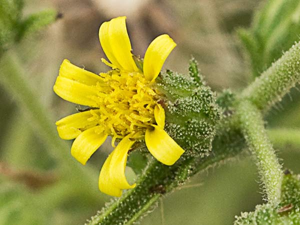 Olivardilla (Dittrichia graveolens)