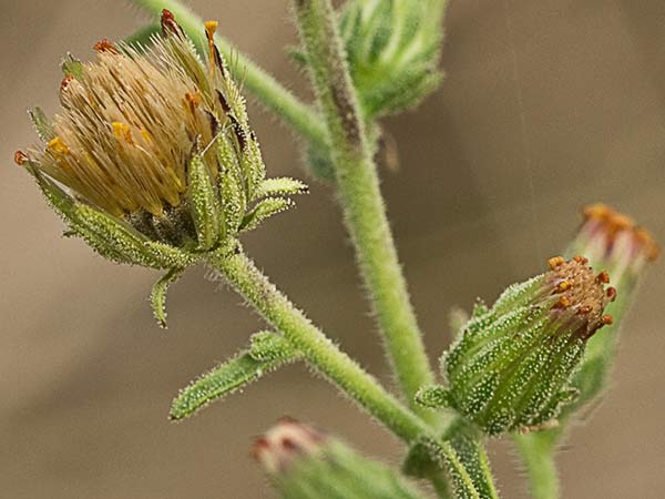 Olivardilla (Dittrichia graveolens)