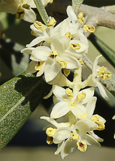 Infloresecencias del olivo