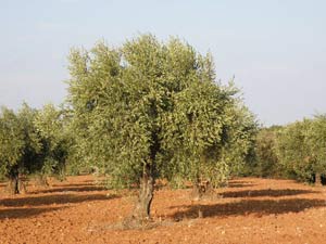 El olivo