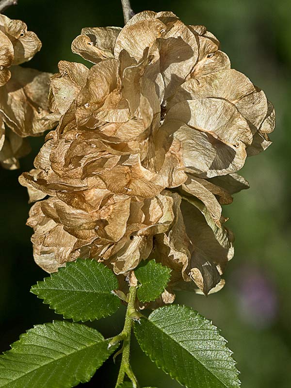 El olmo (Ulmus carpinifolia, ulmus minor)