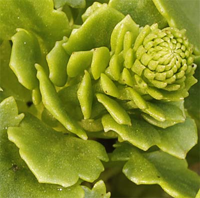 Tallo del Ombligo de Venus en su etapa inicial (Umbilicus rupestris) 