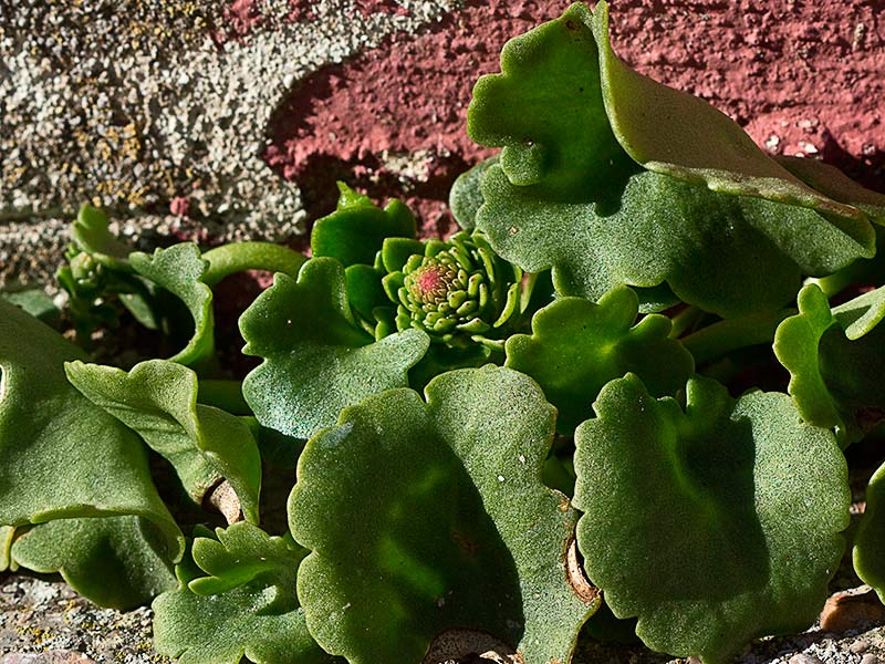 Mata del ombligo de Venus (Umbilicus rupestris)