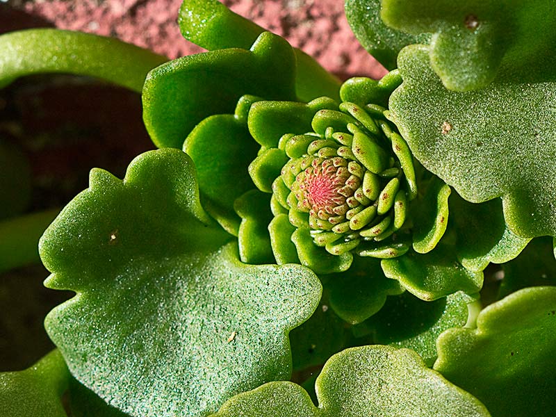 Ombligo de Venus (Umbilicus rupestris)