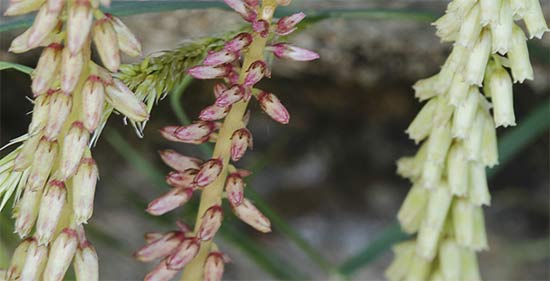 Flores del ombligo de Venus en tres estados de maduración (Umbilicus rupestris)
