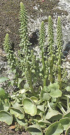 Mata del ombligo de Venus (Umbilicus rupestris)