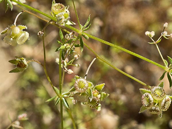 La Ombliguera (Omphalodes linifolia)