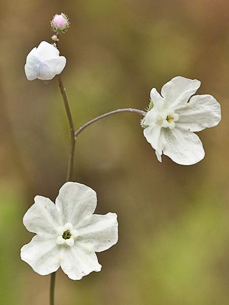 La Ombliguera (Omphalodes linifolia)