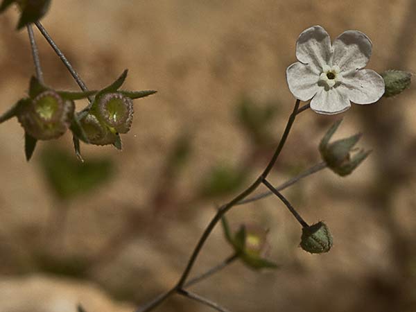 La Ombliguera (Omphalodes linifolia)
