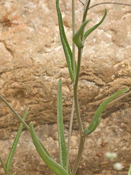La Ombliguera (Omphalodes linifolia)